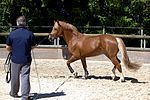 Swiss national stud farm Avenches-IMG 8514.jpg