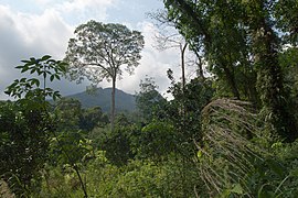 Tropical rainforest 2, Koh Chang, Thailand.jpg