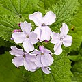 40 Vaste Judaspenning (Lunaria rediviva) 26-04-2020 (d.j.b.) 01 26-04-2020 (d.j.b.) 01 uploaded by Famberhorst, nominated by Famberhorst,  10,  5,  0