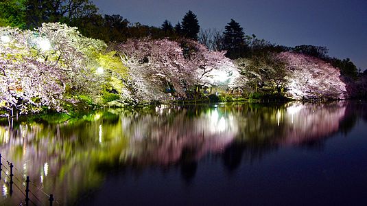 Sakura 2016, Inokashira Park (Tokyo).