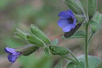 Pulmonaria kerneri