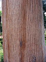 Mediterranean Cypress (Cupressus sempervirens)