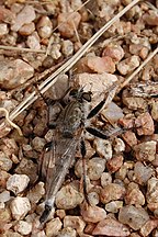 Robber fly