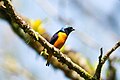 Euphonia cyanocephala (cat.)