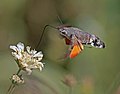 47 Hummingbird hawk moth (Macroglossum stellatarum) in flight uploaded by Charlesjsharp, nominated by Charlesjsharp,  21,  0,  0