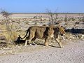 Pregnant lioness in Etosha National Park