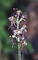 Neottia cordata Germany northern Black Forest