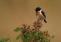 Stonechat (Saxicola rubicola) au Petit Loc'h.