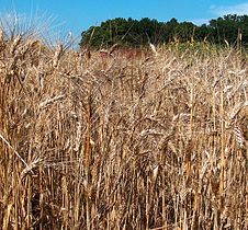 Triticum durum (Durum wheat)