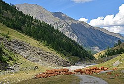 Vallée du Guil en amont de l'Echalp dans le Queyras