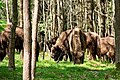 Wisents (Bison bonasus) in wood Almindingen on island Bornholm, Denmark #1