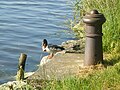 Un canard (canard colvert male ou Anas platyrhynchos) tranquille, au bord du Canal de Caen à la mer.