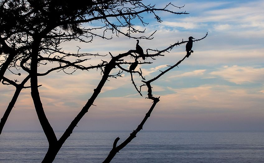 Silhouette of cormorants in a tree in La Jolla