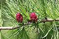 Foliage and immature cones, USA