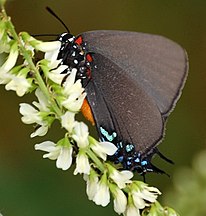 Butterfly (likely Great Purple Hairstreak)