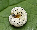 15 Tenthredo scrophulariae larva - Keila uploaded by Iifar, nominated by Christian Ferrer,  14,  0,  0