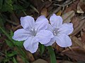 A Wild Petunia (Ruellia caroliniensis)