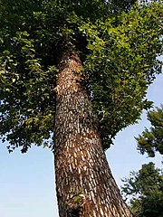 Liquidambar formosana