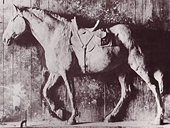 General Grant's Horse