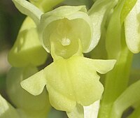 Orchis pallens