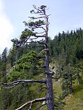 Herzogstand-Heimgarten, Bavaria, Germany