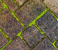 Rank: 45 Mossy pavement joints