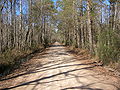 Bragg Road of Hardin County, Texas (looking north)