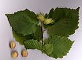 Foliage and nuts