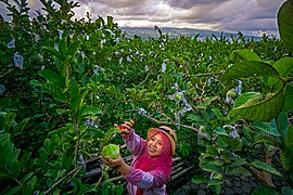 Petani Jambu.jpg