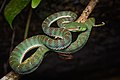 46 Trimeresurus sabahi fucatus, Banded pit viper - Takua Pa District, Phang-nga Province (46710893582) uploaded by Agathoclea, nominated by Iifar,  24,  0,  0