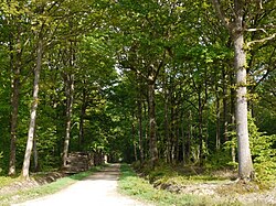 Ile de France : Foret de Rambouillet