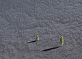 34 Pine trees growing on the slope of Cinder Cone uploaded by Frank Schulenburg, nominated by Frank Schulenburg,  25,  0,  0