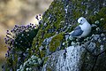 Cap-Sizun, Brittany, France