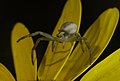 Veränderliche Krabbenspinne, Weibchen - Misumena vatia, juvenil, in Vogelstang