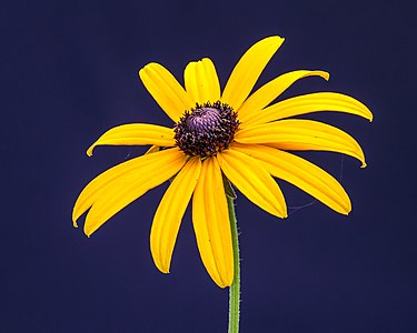 "Bloem_van_een_Rudbeckia_fulgida._02-09-2020_(d.j.b.)_01.jpg" by User:Famberhorst