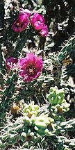 Cholla flowers