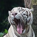 65 Close-up view of the head of a white tiger, yawning with the tongue out uploaded by Basile Morin, nominated by Basile Morin,  18,  1,  0