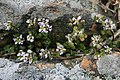 Cochlearia danica (Danish Scurvy-grass) sur une falaise près de Crozon