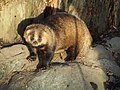 Thumbnail for File:Inokashira Park Zoo PC053193.jpg