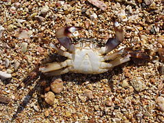 Pachygrapsus marmoratus (Marbled rock crab), male