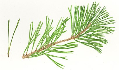 Pinus sylvestris foliage