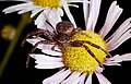 Krabbenspinne, Xysticus audax - Männchen in Vogelstang