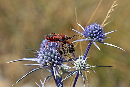 "Assassin_bug_(Rhynocoris_iracundus)_with_bee_(Apis_ssp)_prey.jpg" by User:Charlesjsharp