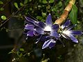 Dendrobium victoriae-reginae