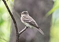 Image 37Eastern wood pewee in Central Park