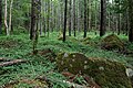 Forest, Mt. Amigasa, Yatsugatake, Yamanashi Pref., Japan