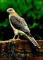 English: Shikra Accipiter badius (cat.)