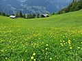 Alm bei Mayrhofen (photo in spring),