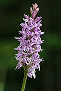 Dactylorhiza fuchsii Mariazell 01.JPG