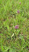 Dactylorhiza majalis 42.jpg